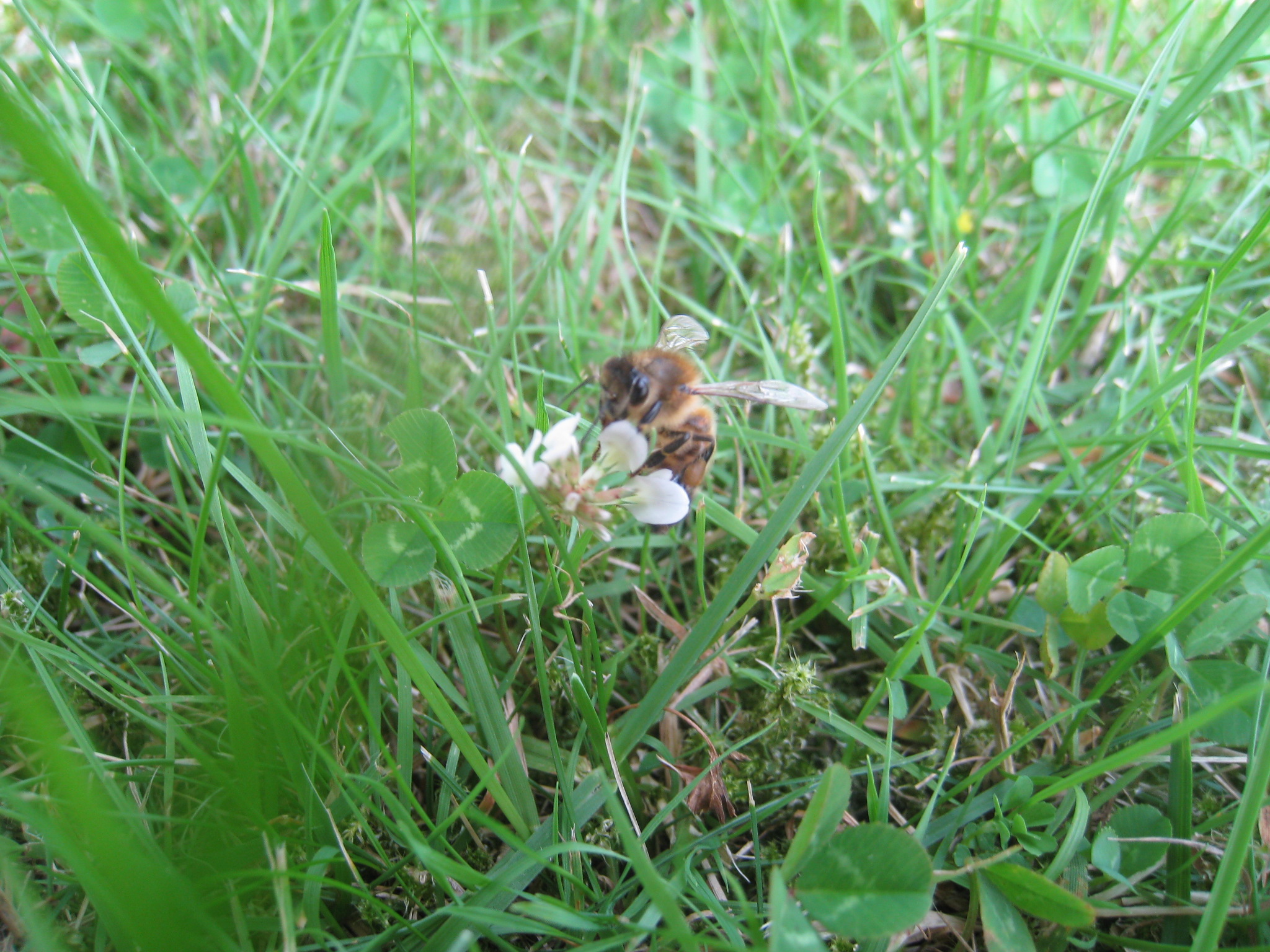 lil bee           20. Juli 2014